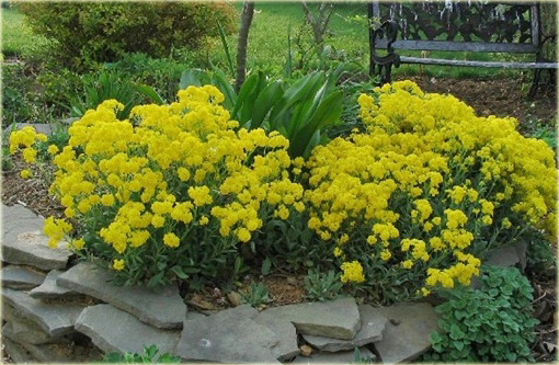 Smagliczka skalna Gold Cushion Alyssum saxatile